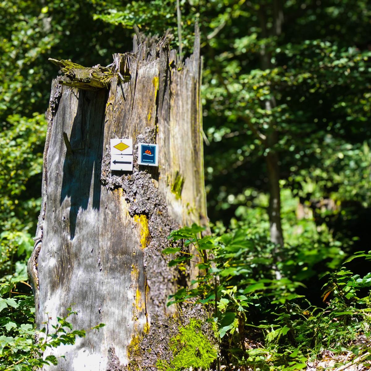 Baumstumpf mit Wegmarkierung