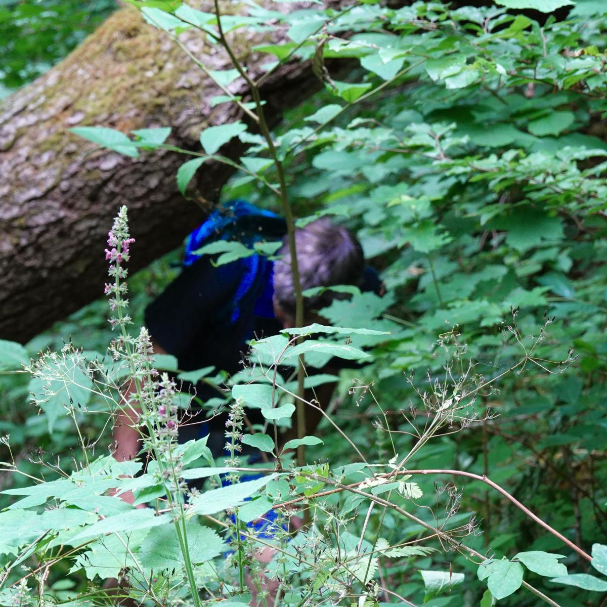 Wanderer im Gestrüpp