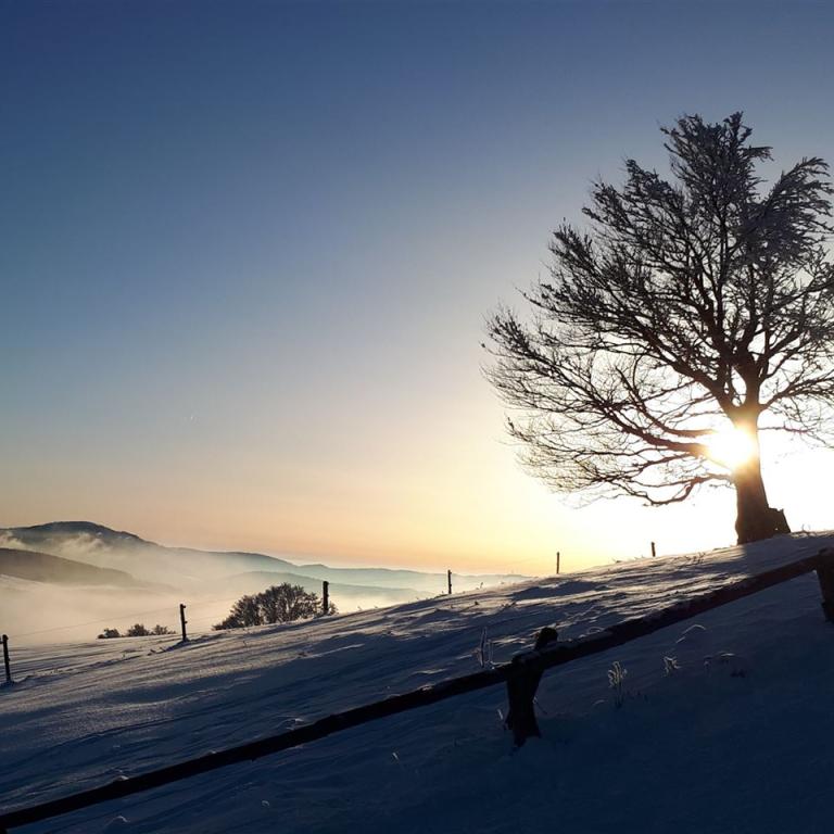 Winterlandschaft mit Nebel und Gegenlicht