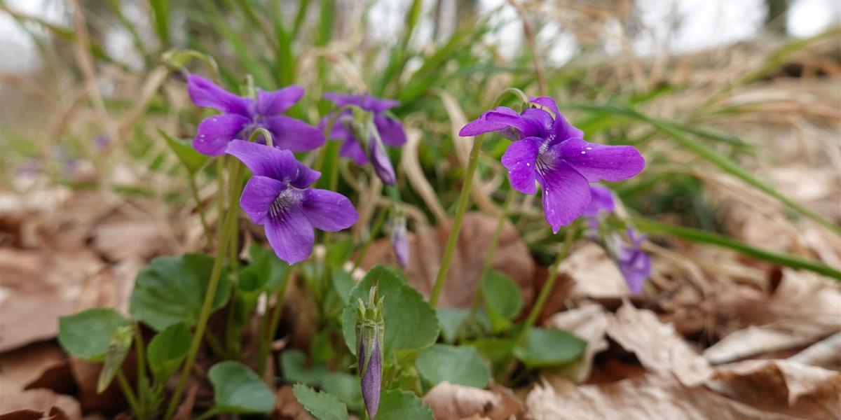 Lila Blume im Laub