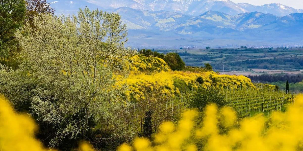 Gelb blühende Büsche im Kaiserstuhl